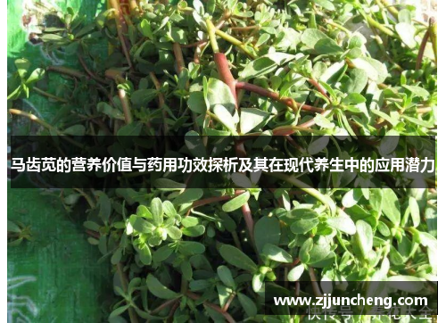 马齿苋的营养价值与药用功效探析及其在现代养生中的应用潜力